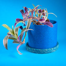 Load image into Gallery viewer, medium blue plant pot with teal tray and plant
