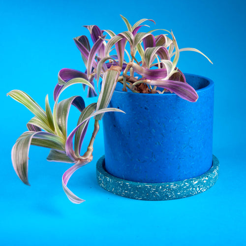 medium blue plant pot with teal tray and plant