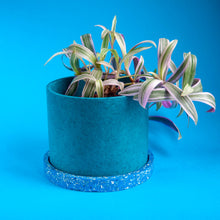 Load image into Gallery viewer, teal eco plant pot with blue tray and plant
