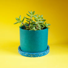 Load image into Gallery viewer, teal eco plant pot with blue tray and succulent
