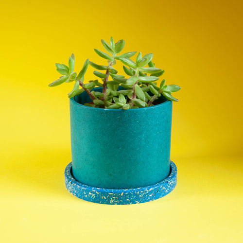 teal eco plant pot with blue tray and succulent