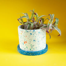 Load image into Gallery viewer, white terrazzo planter with blue tray and plant
