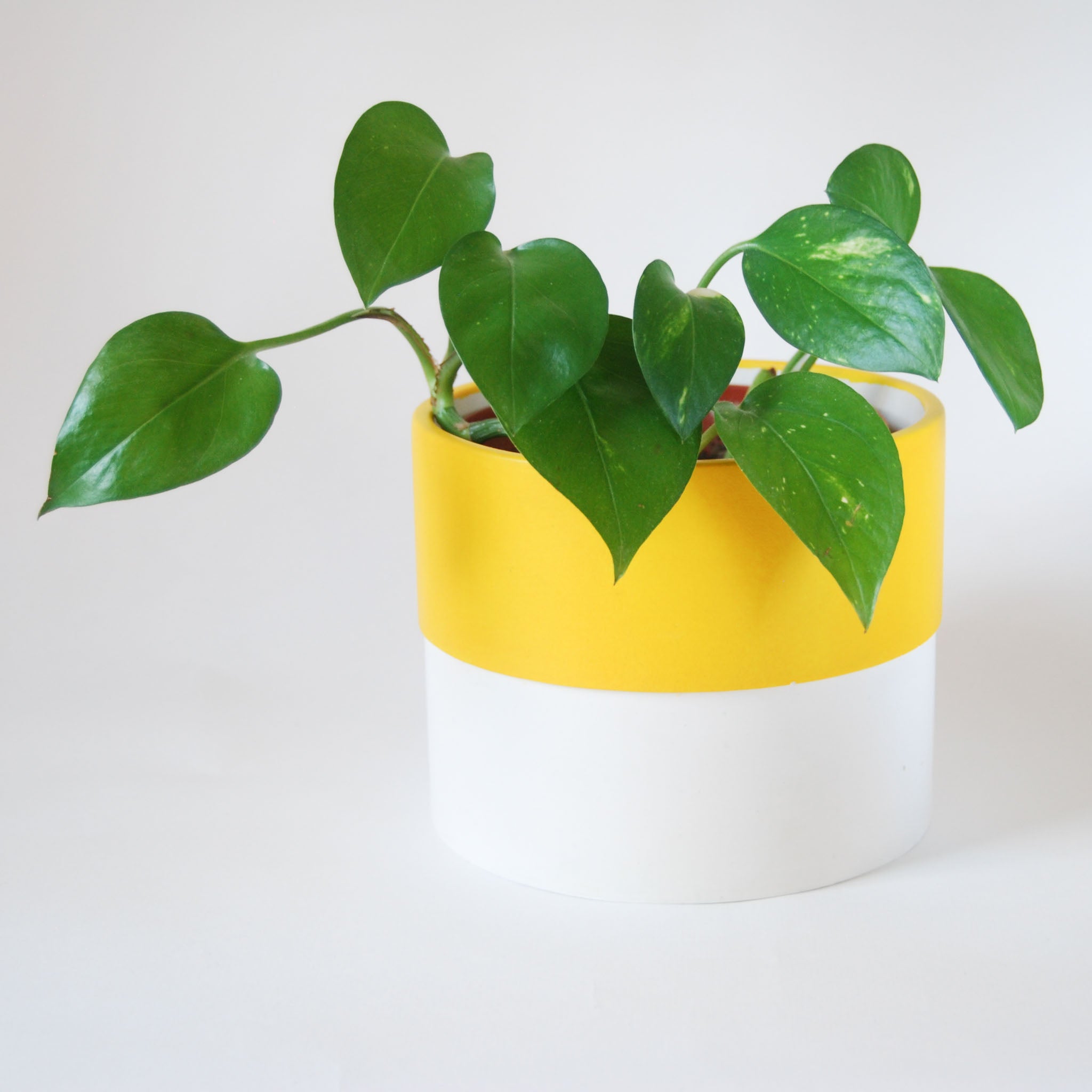 yellow and white plant pot Colour Pop Plant Pots – studiotomm