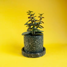 Load image into Gallery viewer, small black plant pot with black saucer and succulent
