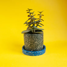 Load image into Gallery viewer, small black plant pot with blue tray and succulent
