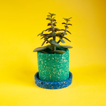 Load image into Gallery viewer, small green plant pot with blue tray and succulent
