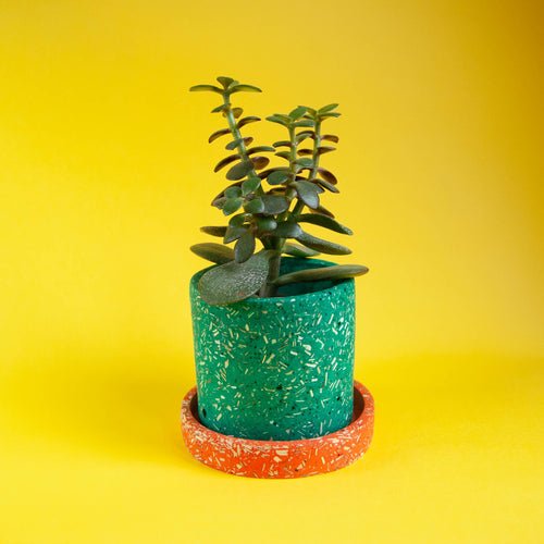 small green plant pot with orange tray and succulent