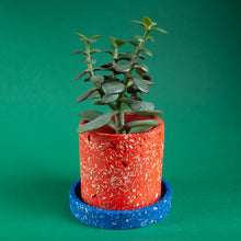 Load image into Gallery viewer, orange plant pot with blue tray and succulent
