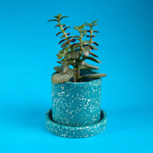 Load image into Gallery viewer, teal plant pot with teal tray and succulent
