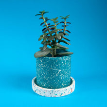 Load image into Gallery viewer, teal plant pot with white tray and plant
