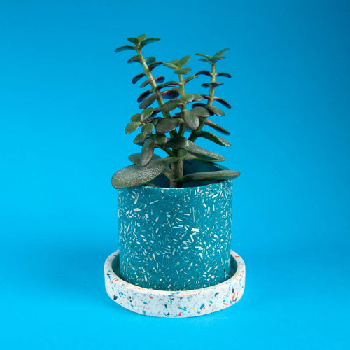 teal plant pot with white tray and plant